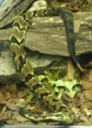 Timber Rattlesnake