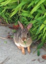 A Rabbit By The Bus Stop