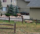 Elk in Estes Park, CO