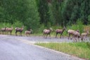 Big Horn Sheep Crossing the Road