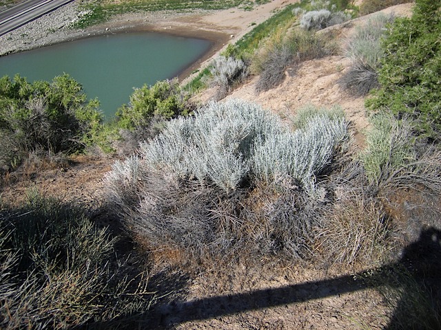 Sage Brush - Nevada State Flower