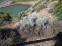 Sage Brush - Nevada State Flower