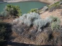 Sage Brush - Nevada State Flower