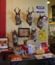 Mounted Jackalopes