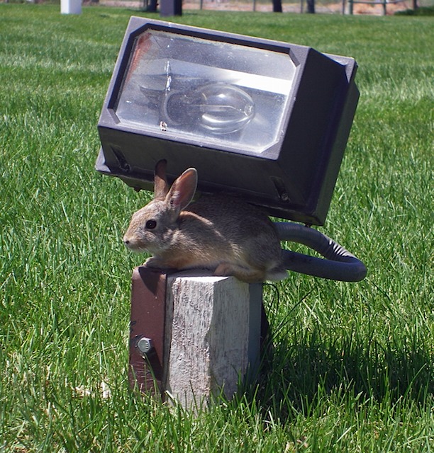 IMGP6978-Rabbit At Railroad