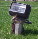 Rabbit At Railroad Interpretive Center