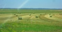 Round Hay Bails