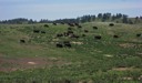 Bison Herd at Wind Cave National Park