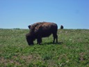 Bison at Wind Cave National Park