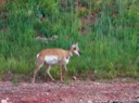 Antelope on Iron Mountain Road