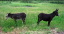 The Begging Burrows on Iron Mountain Road