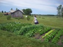 Working the vegetable garden