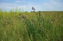 Prairie Flowers and the old shanty house