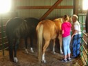 Josie Learning to Groom Colonel