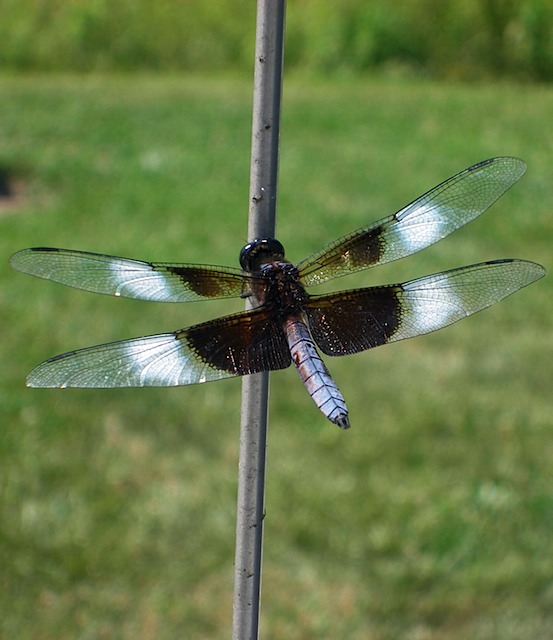 IMGP8756-Dragonfly