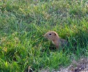 Neighbors at the Ingalls Homestead