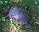 Turtle Near Turtle Pond