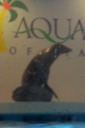 Sea Lion Show