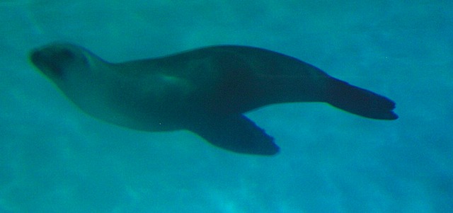 IMGP9034-Sea Lion