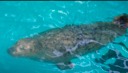 Harbor Seal