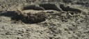 An Alligator Sand Sculpture at Virginia Beach