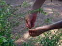 Picking the Seeds