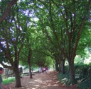 Mulberry Row at Monticello