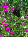 A Butterfly in the Flower Garden