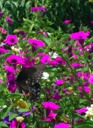 A Butterfly in the Flower Garden