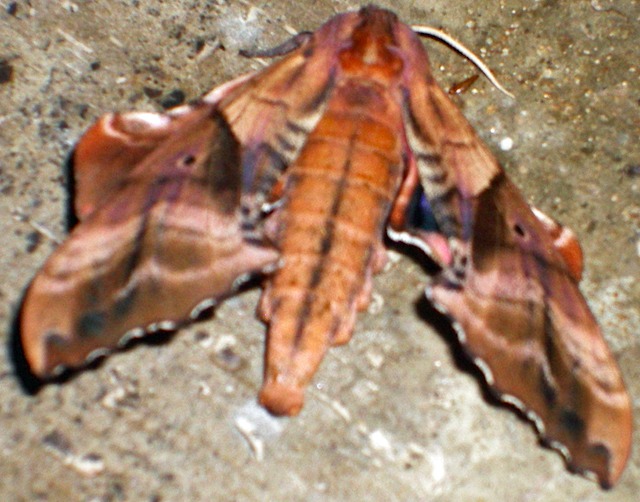 IMGP9811-Moth