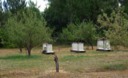 Bee Boxes