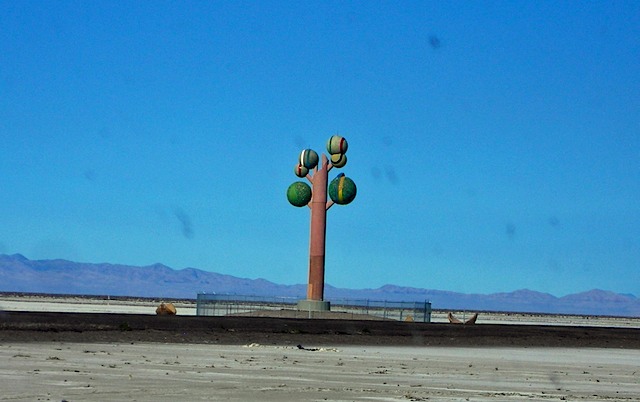 The Tree of Utah