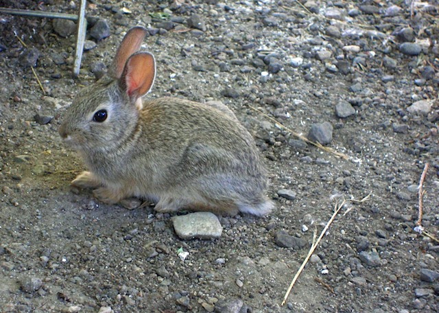 Wyoming-Douglas Bunny