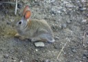 Bunny (Do I see antlers?),Douglas, Wyoming