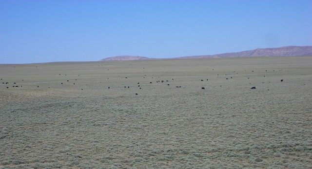 Wyoming - Range Cattle