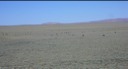 Wyoming - Range Cattle